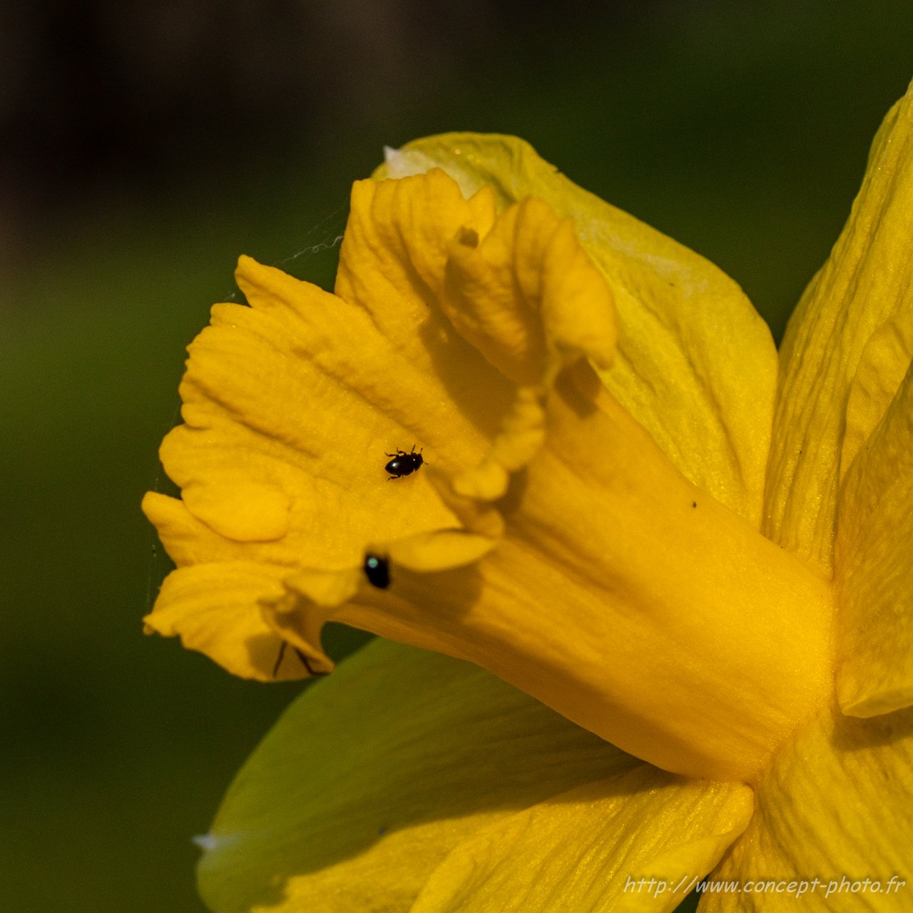 Fonds d'cran Nature Fleurs 