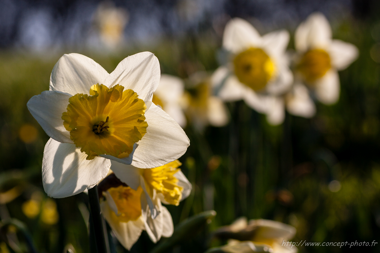 Fonds d'cran Nature Fleurs 