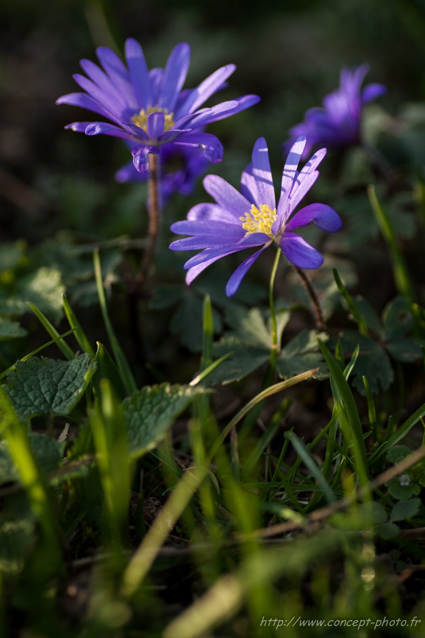 Fonds d'cran Nature Fleurs 