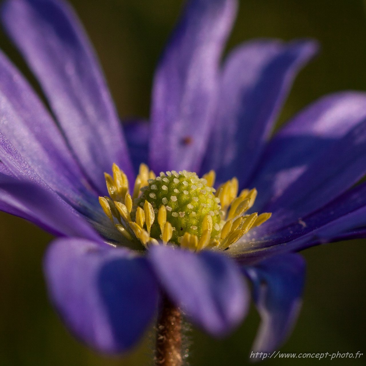 Fonds d'cran Nature Fleurs 