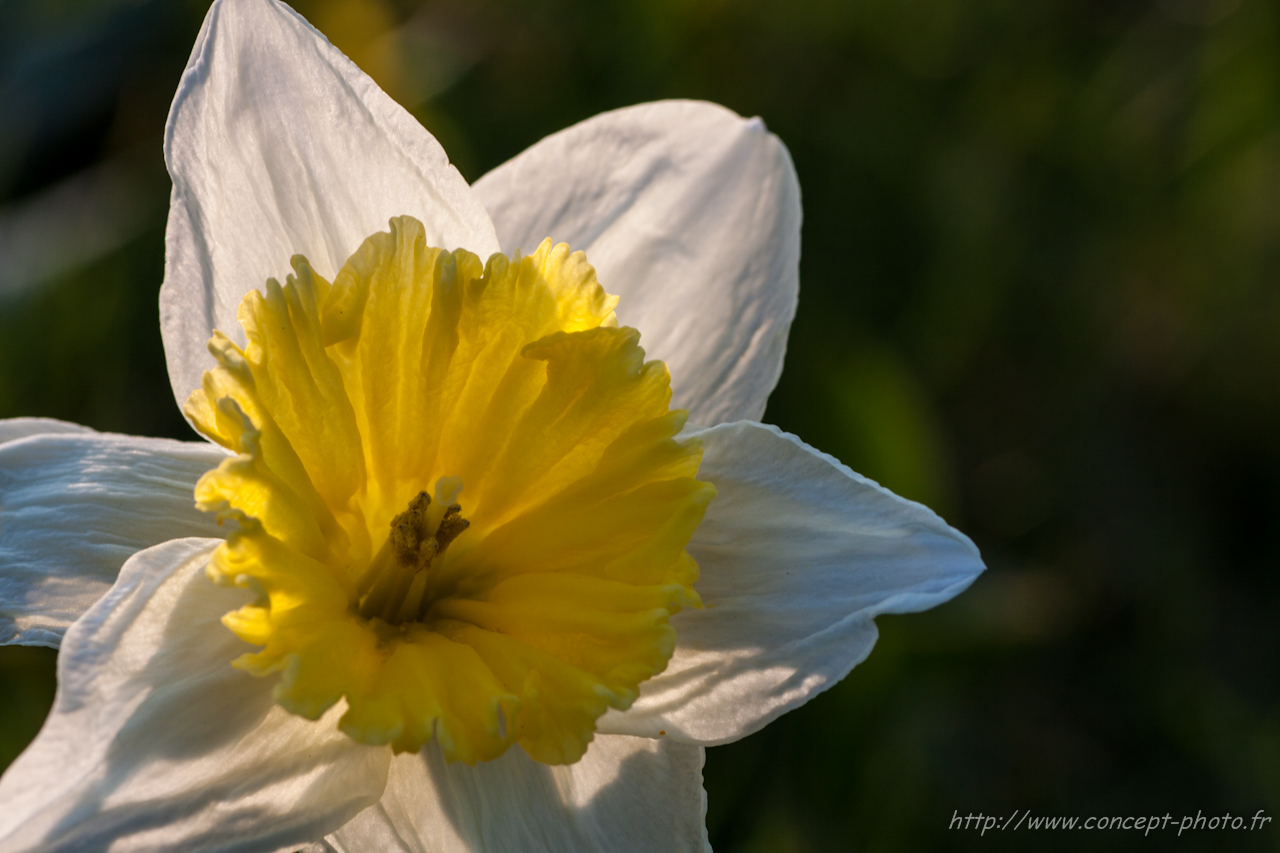 Wallpapers Nature Flowers 