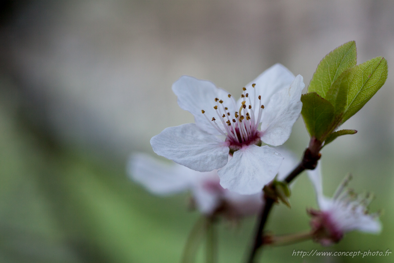 Fonds d'cran Nature Fleurs 