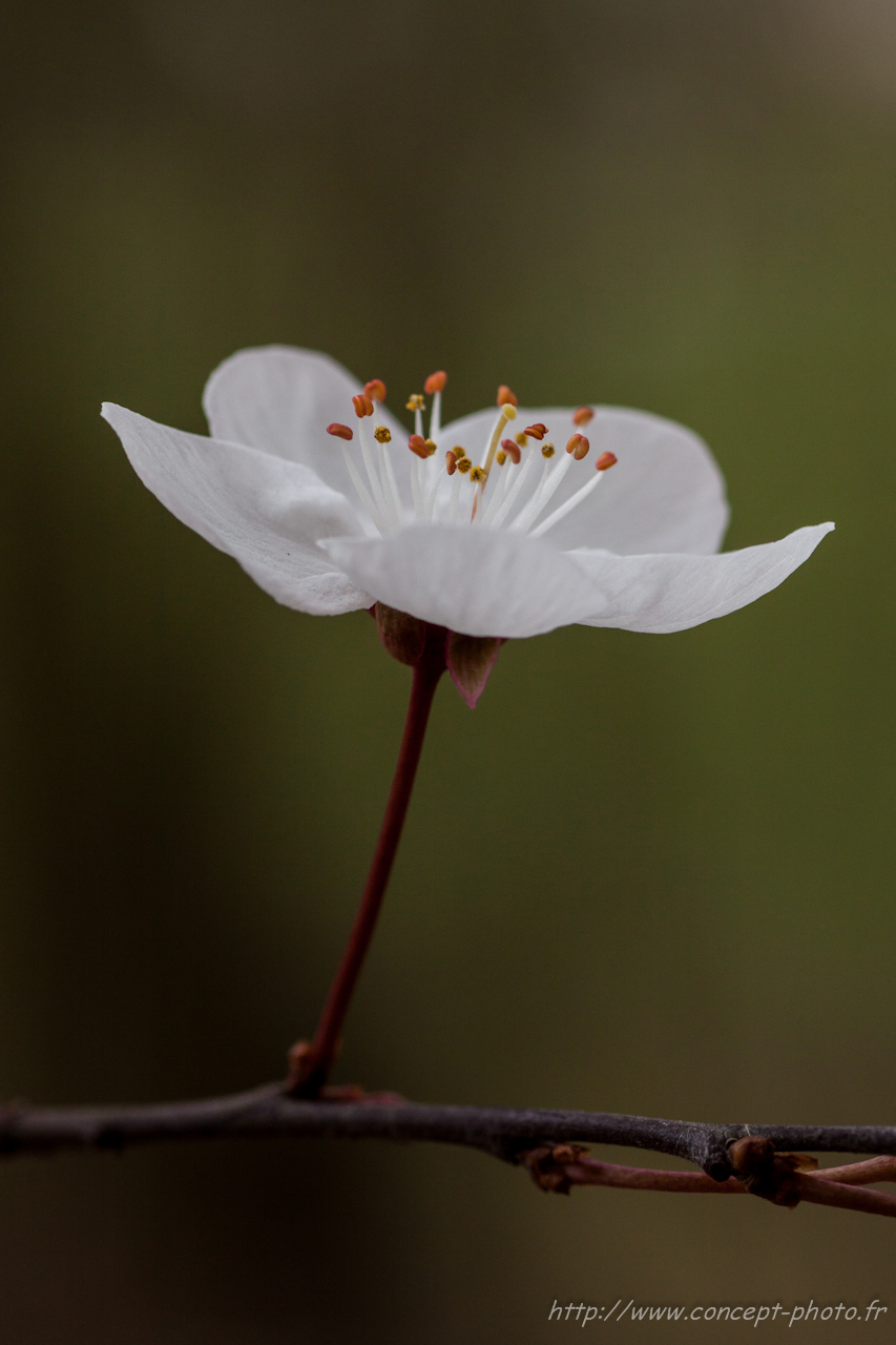 Fonds d'cran Nature Fleurs 