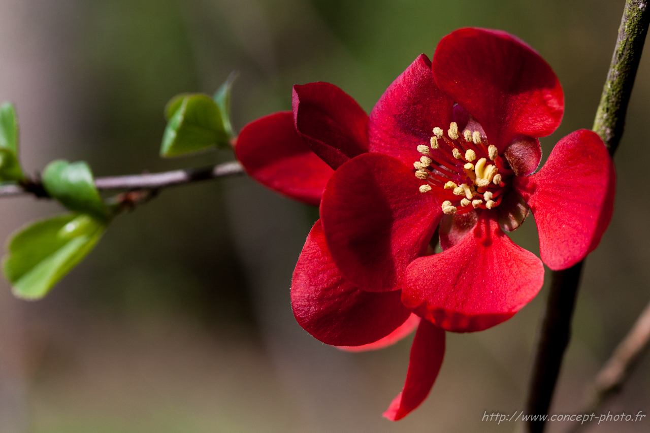 Fonds d'cran Nature Fleurs 