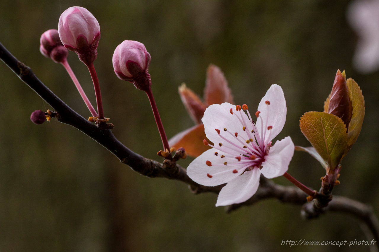 Fonds d'cran Nature Fleurs 