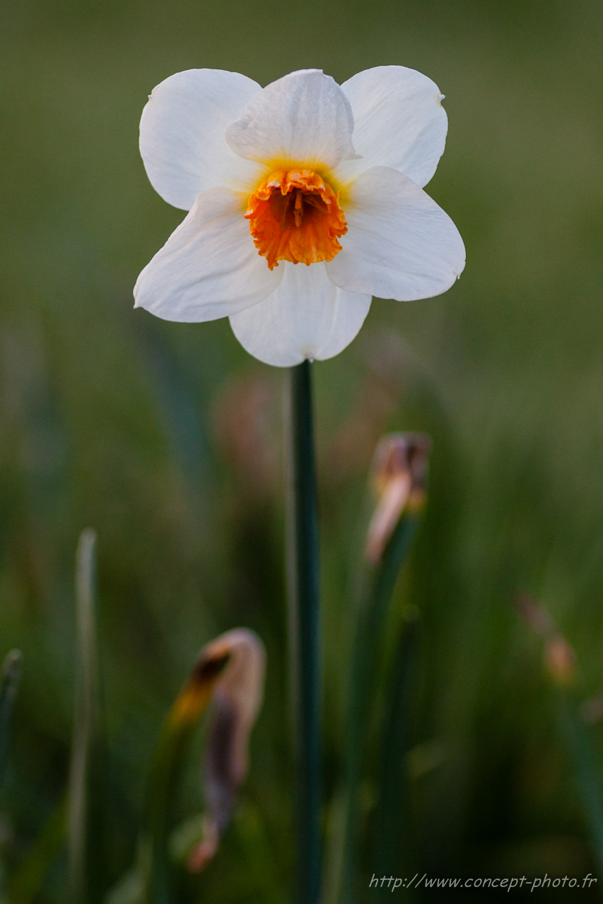 Wallpapers Nature Flowers 