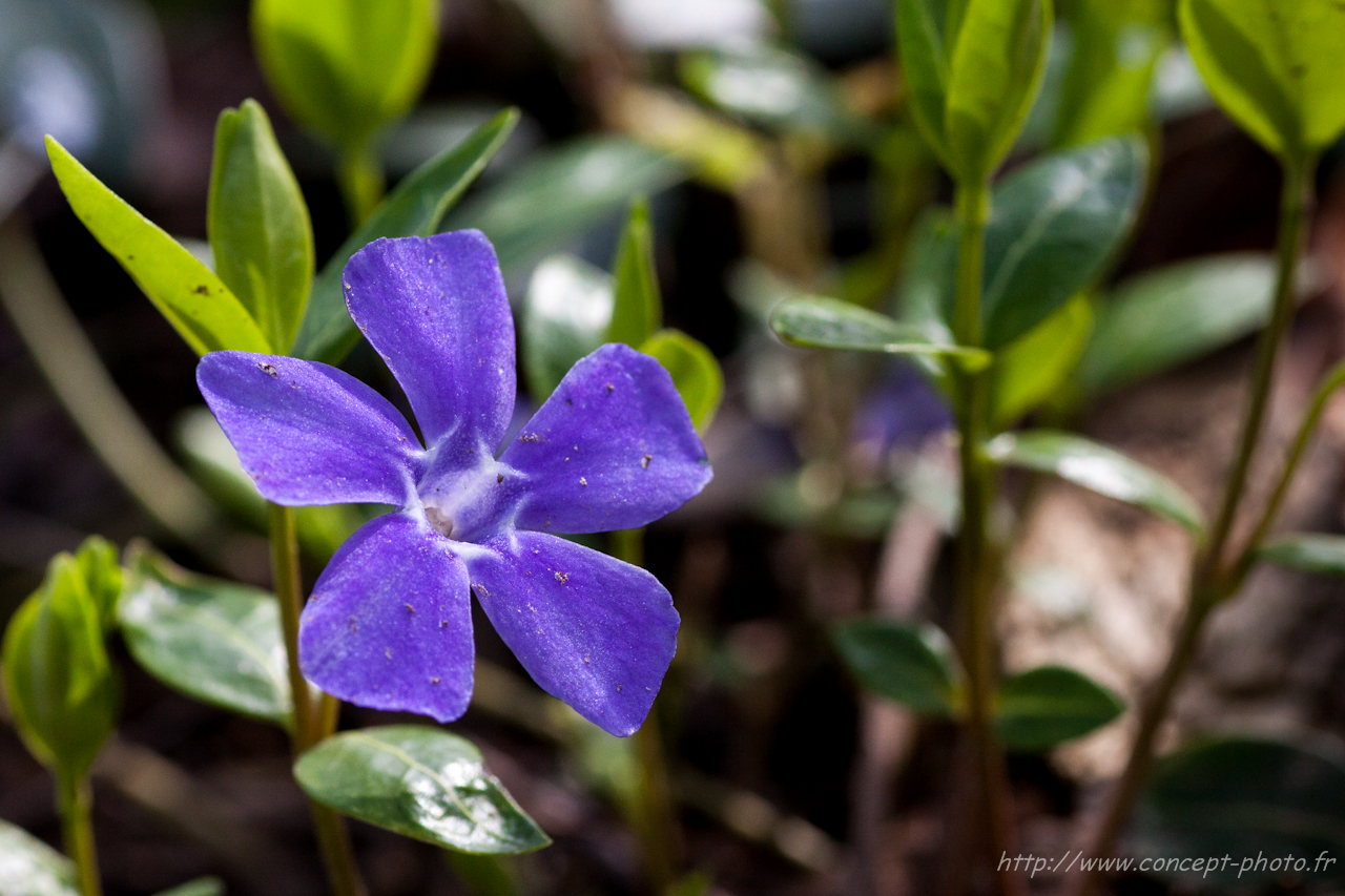 Fonds d'cran Nature Fleurs 