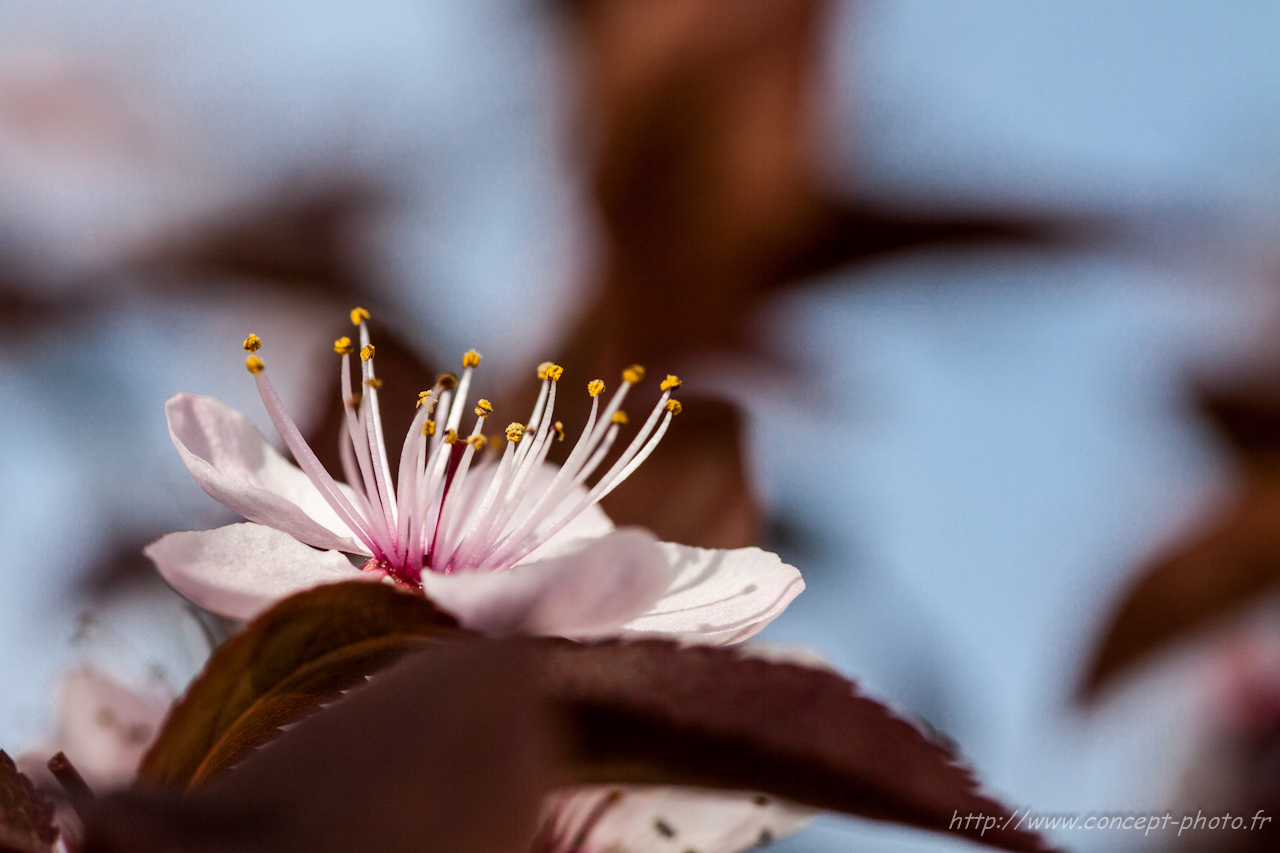 Fonds d'cran Nature Fleurs 