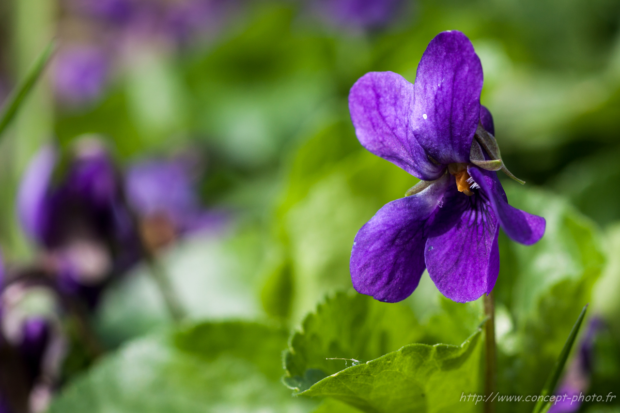 Fonds d'cran Nature Fleurs 