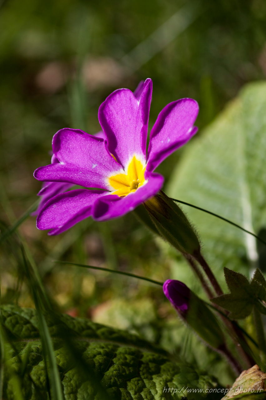 Fonds d'cran Nature Fleurs 