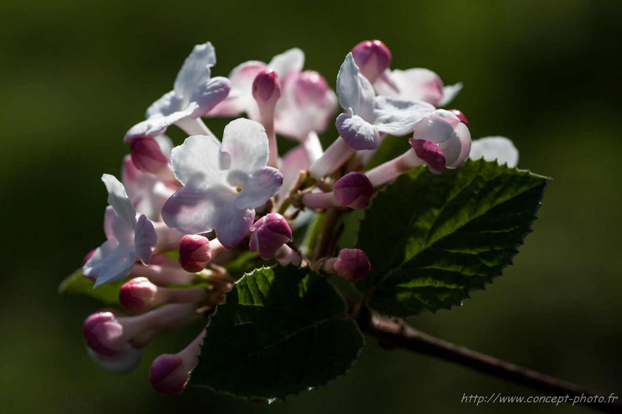 Fonds d'cran Nature Fleurs 