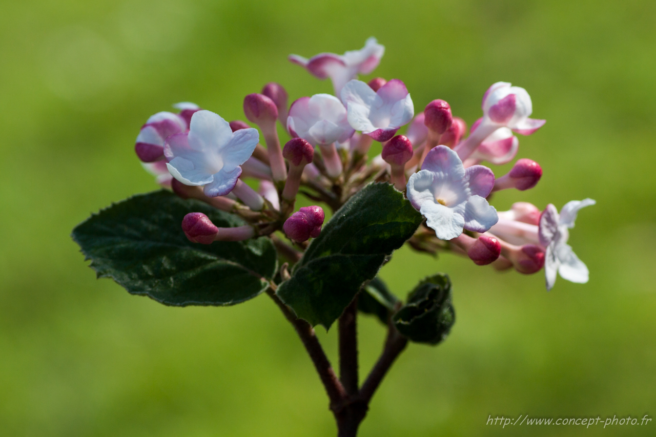 Fonds d'cran Nature Fleurs 