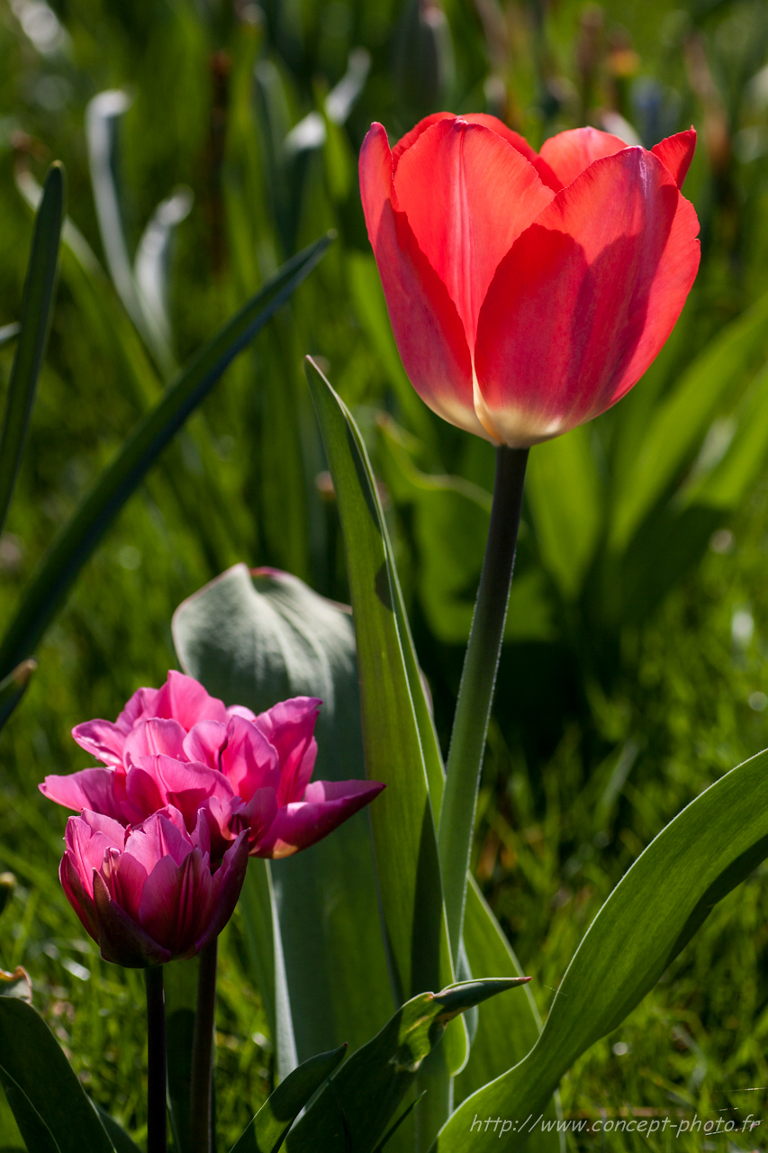 Wallpapers Nature Flowers 