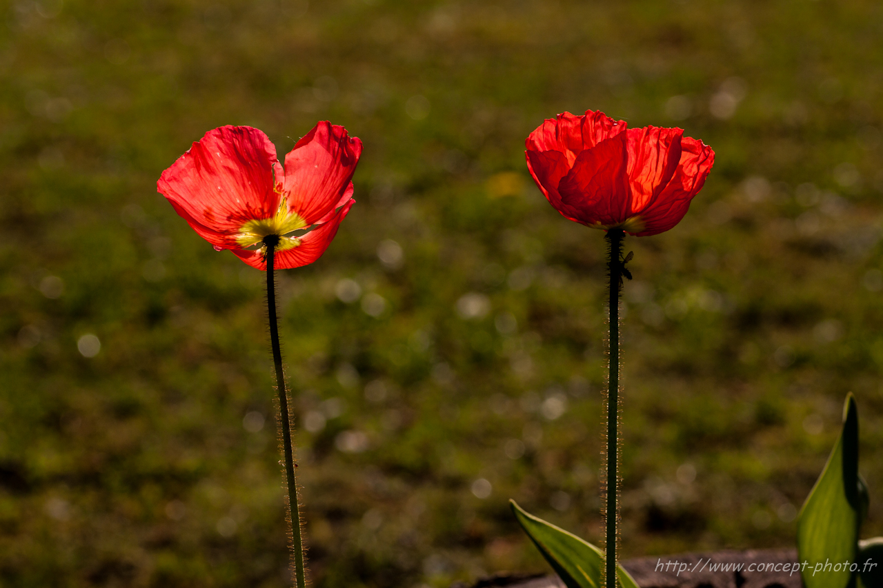 Fonds d'cran Nature Fleurs 