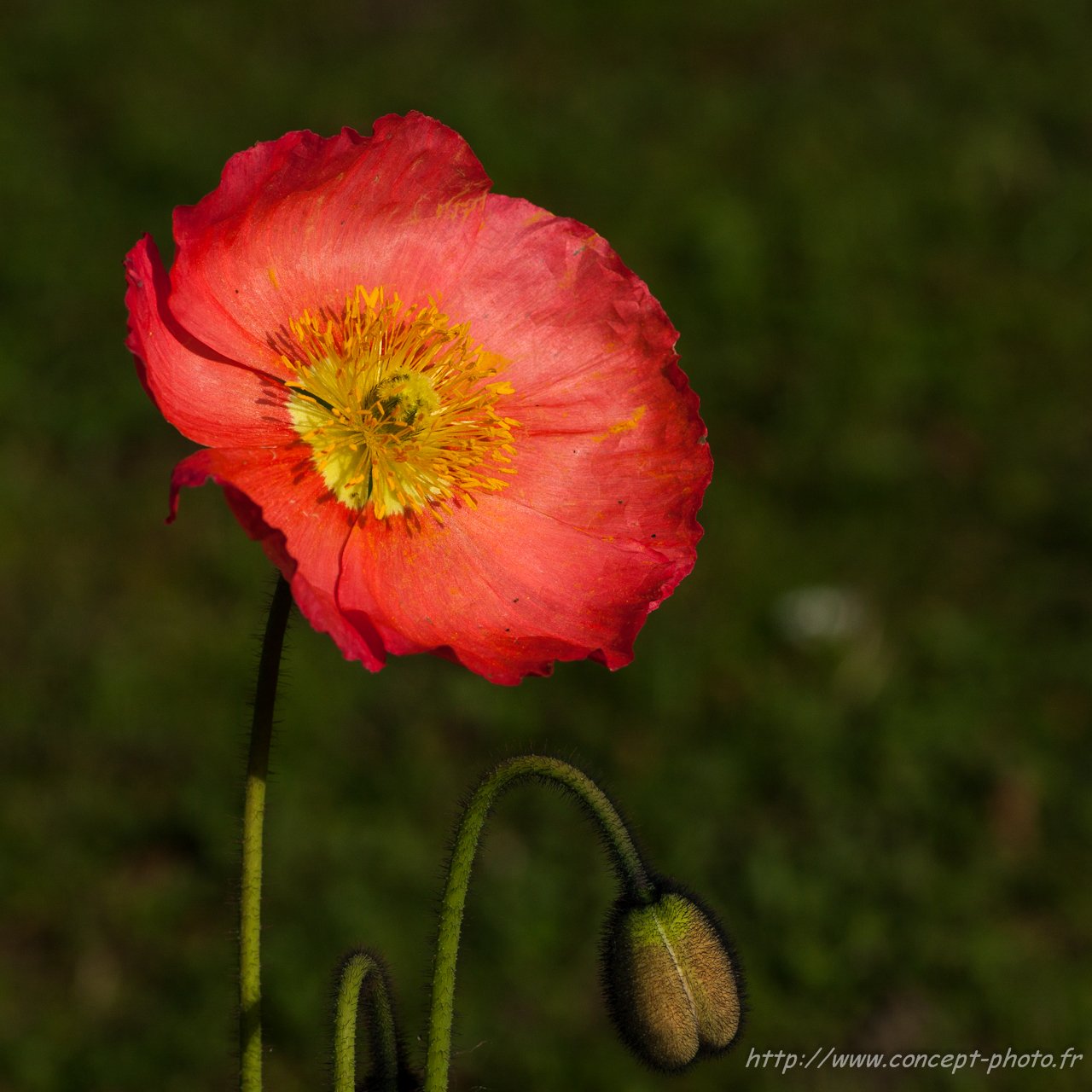 Fonds d'cran Nature Fleurs 