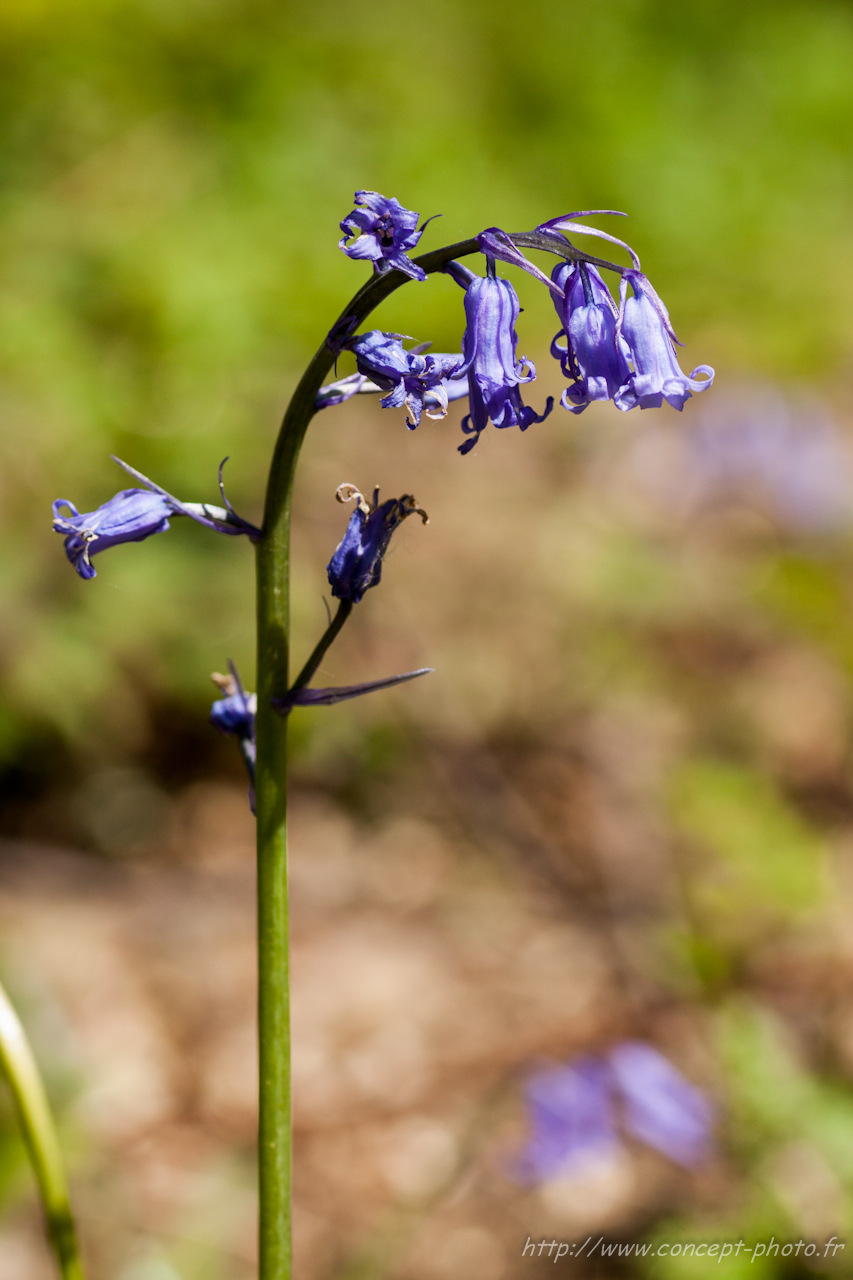 Fonds d'cran Nature Fleurs 