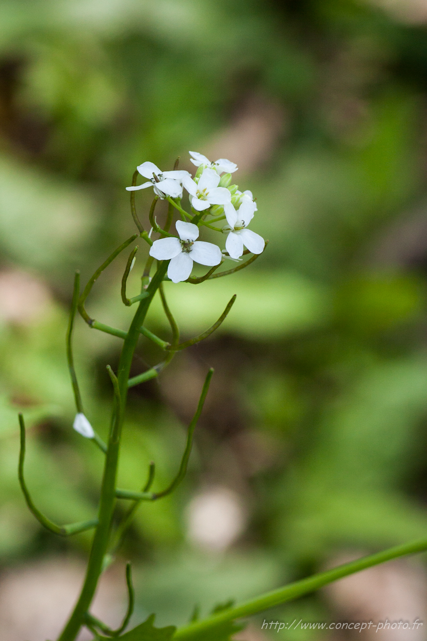 Wallpapers Nature Flowers 