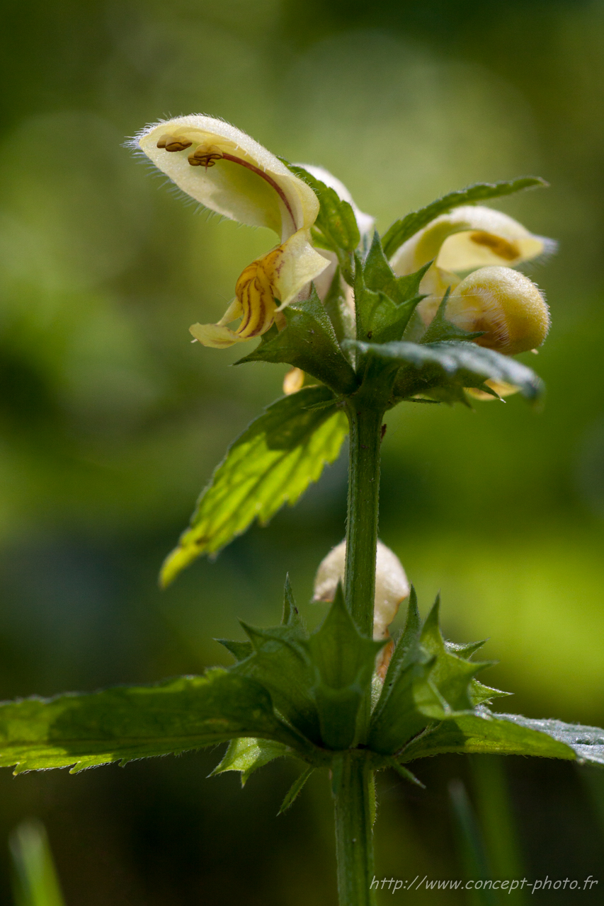 Fonds d'cran Nature Fleurs 