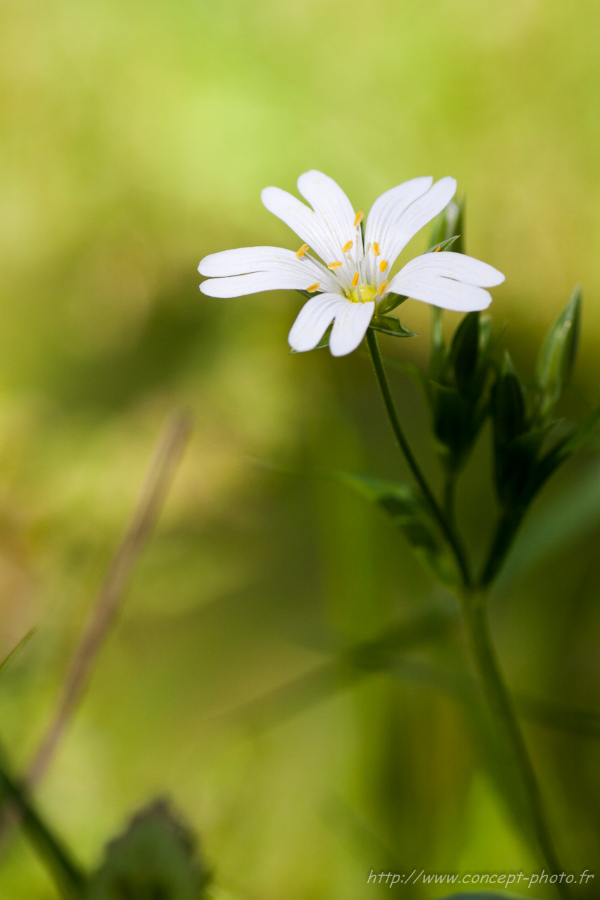 Fonds d'cran Nature Fleurs 