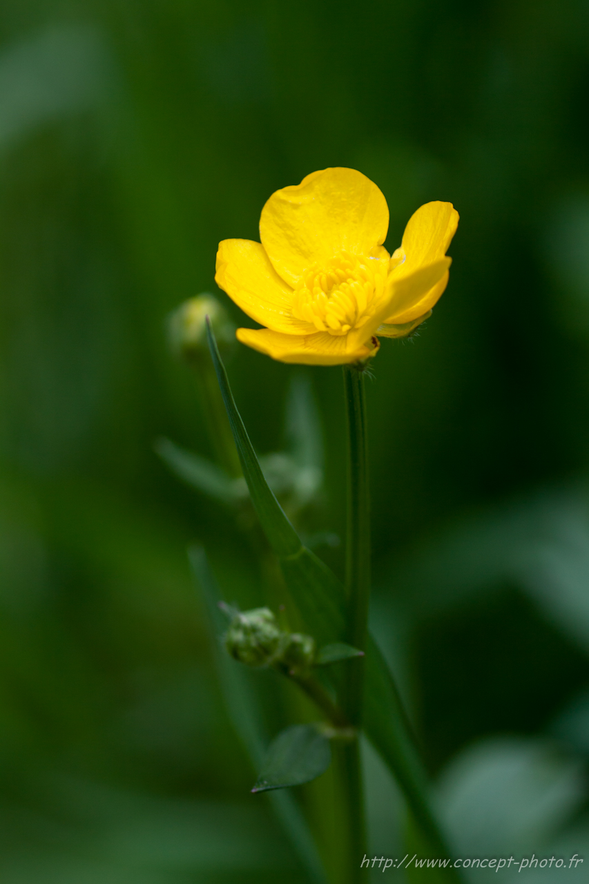 Fonds d'cran Nature Fleurs 