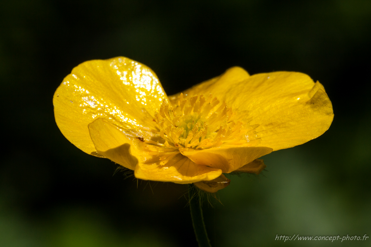 Fonds d'cran Nature Fleurs 