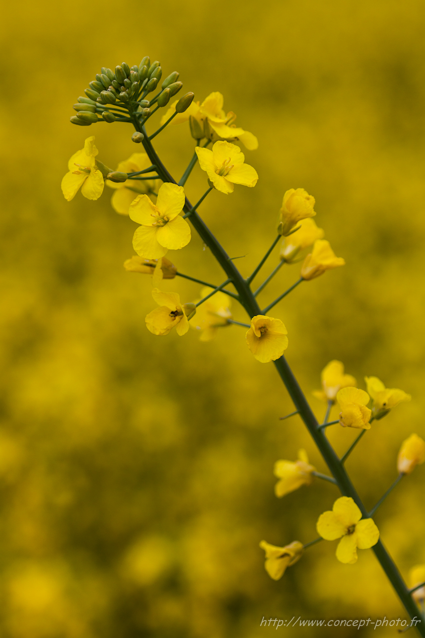 Fonds d'cran Nature Fleurs 