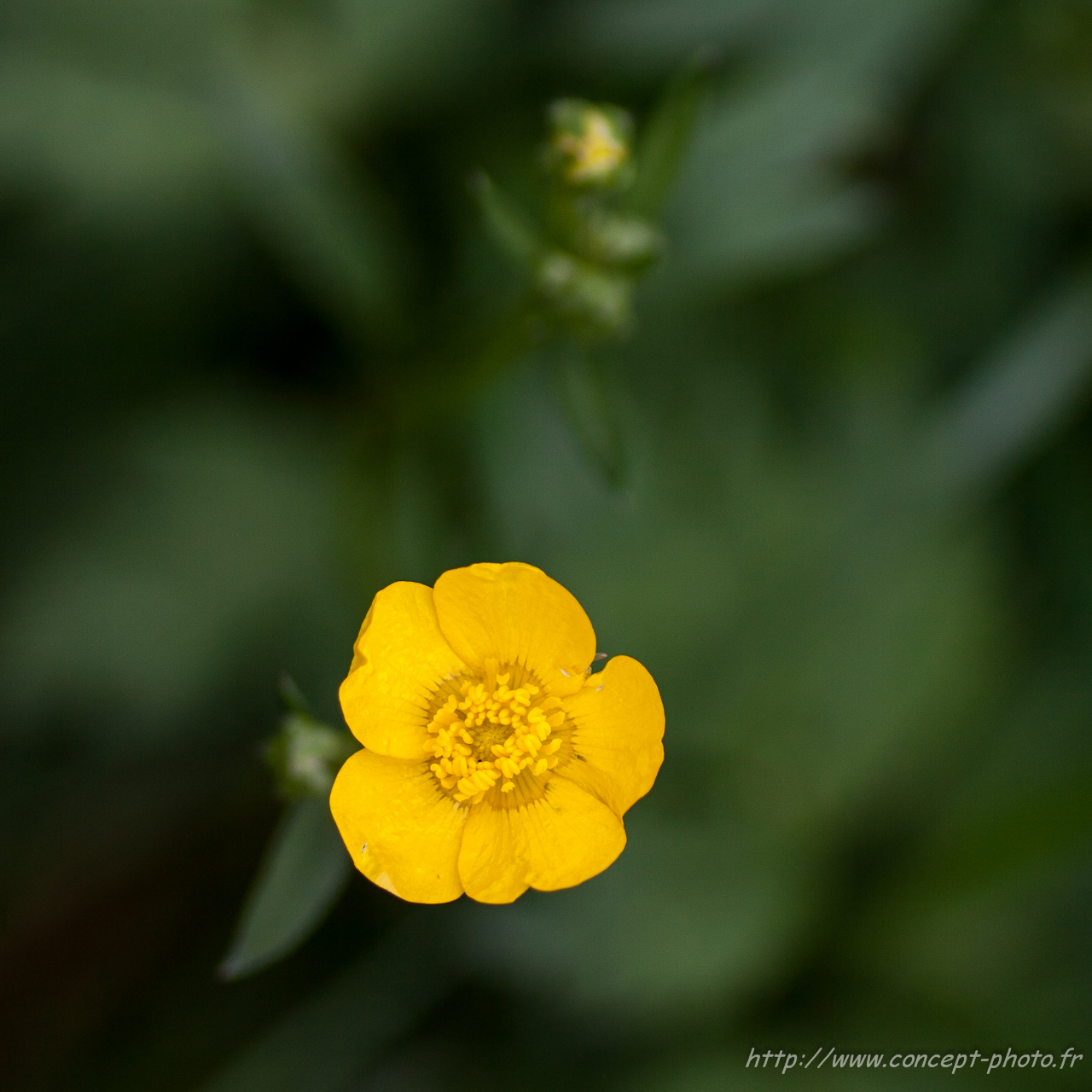 Fonds d'cran Nature Fleurs 