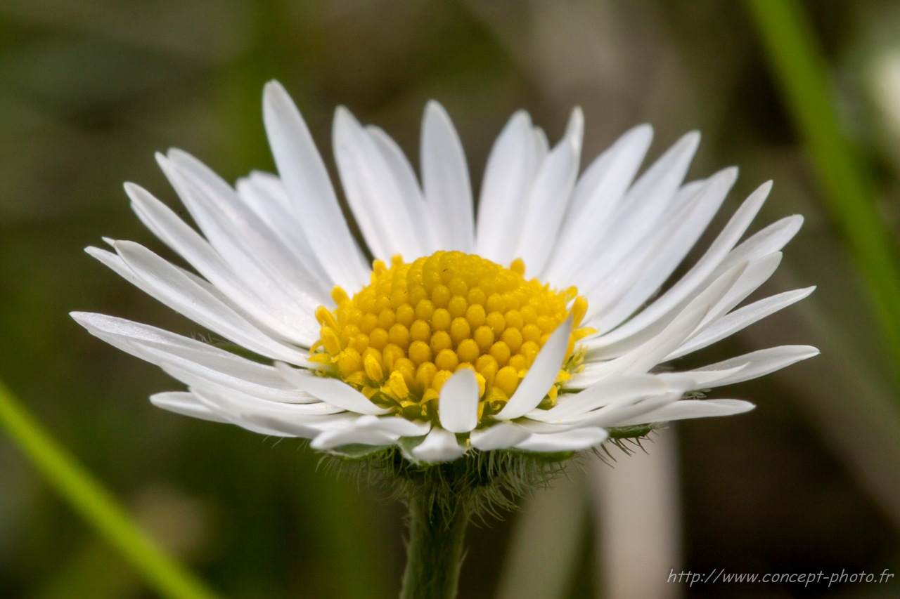 Fonds d'cran Nature Fleurs 