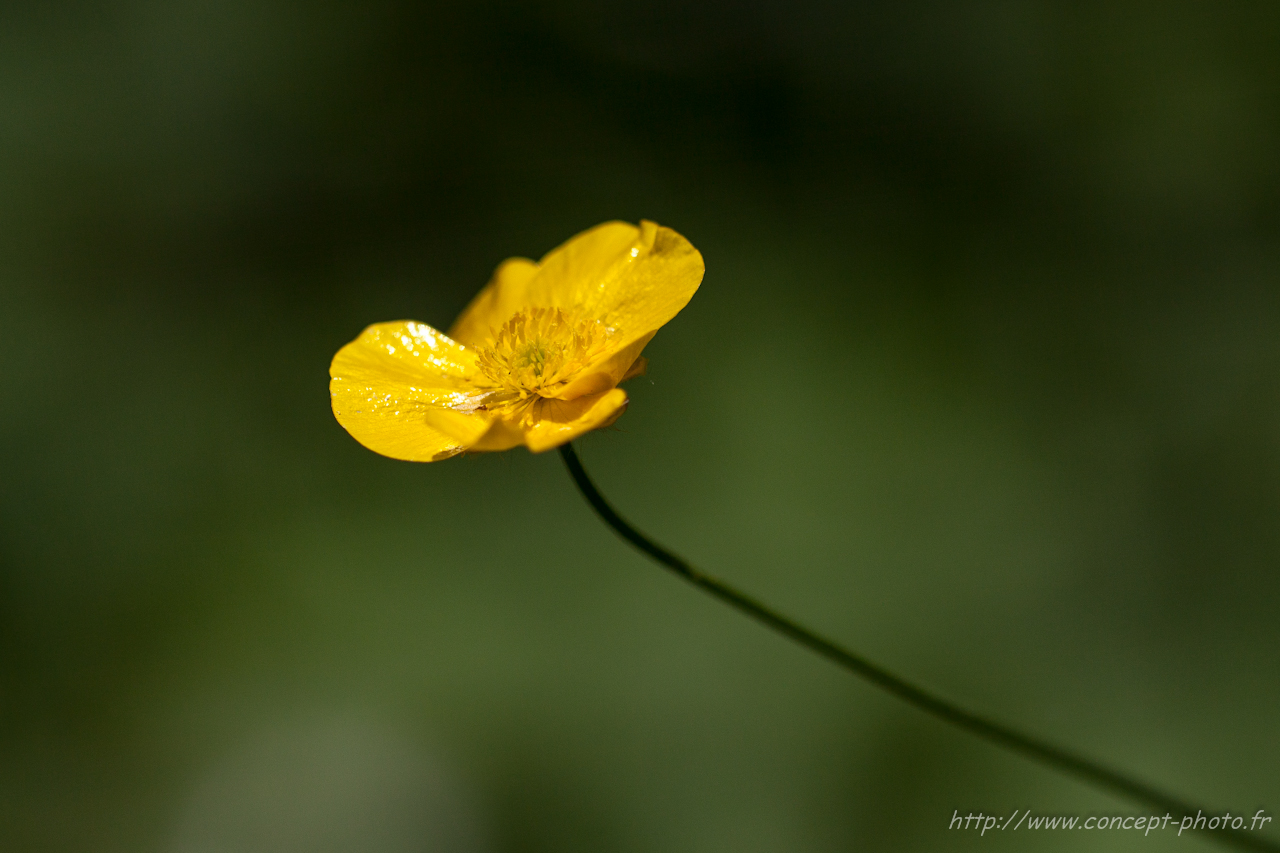 Fonds d'cran Nature Fleurs 