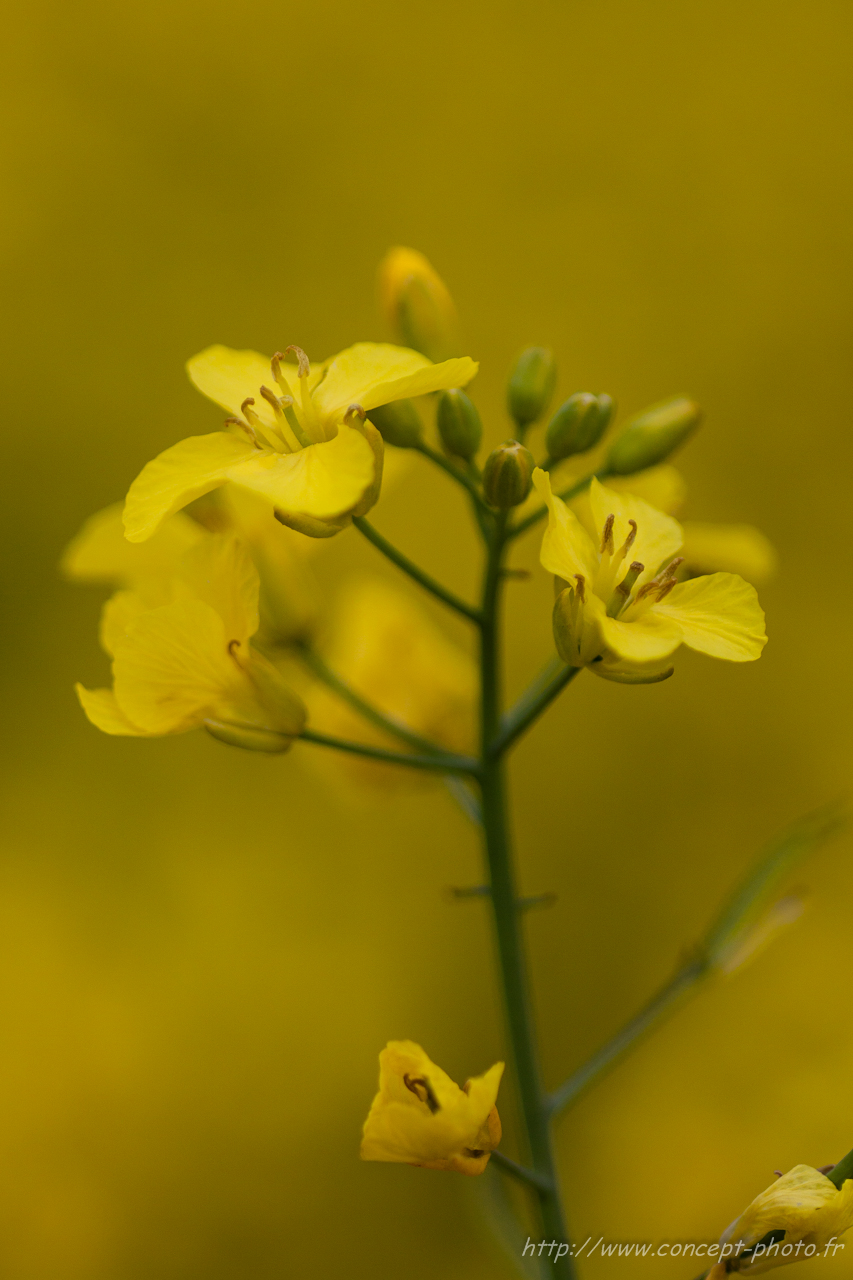 Fonds d'cran Nature Fleurs 