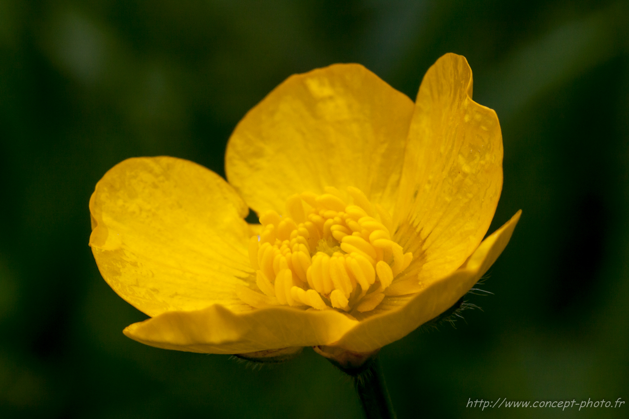 Fonds d'cran Nature Fleurs 