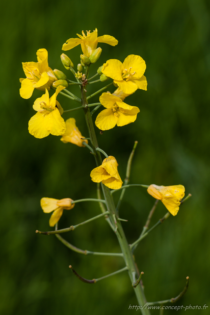 Fonds d'cran Nature Fleurs 