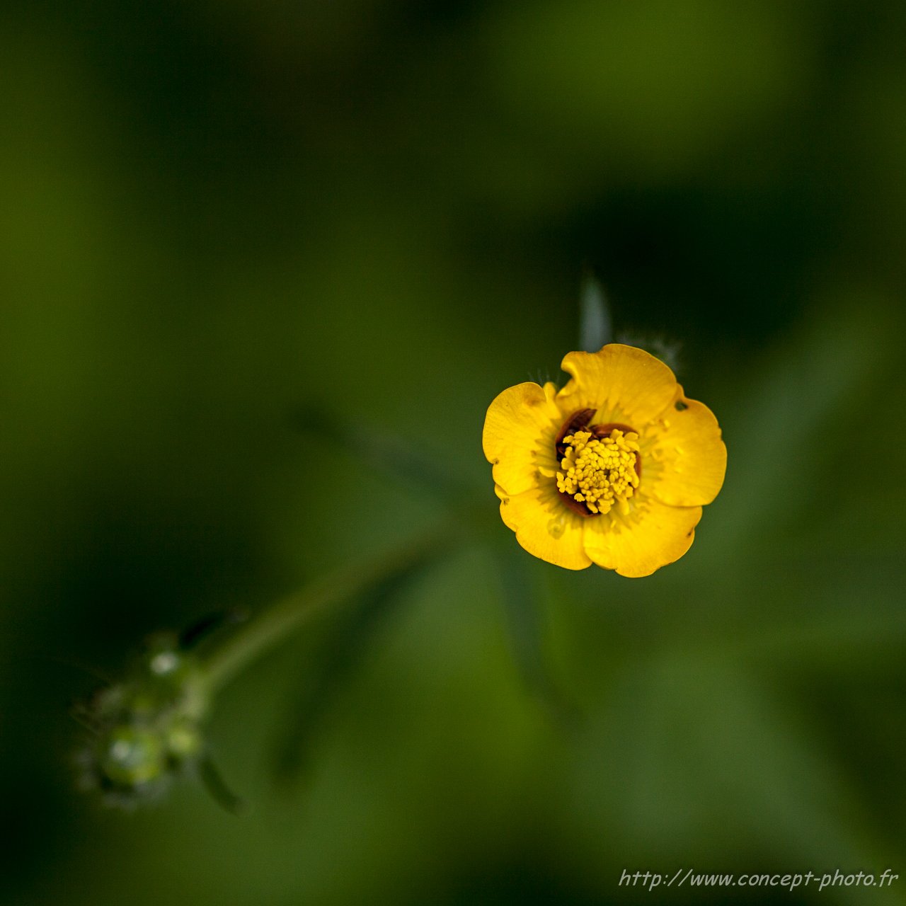 Fonds d'cran Nature Fleurs 