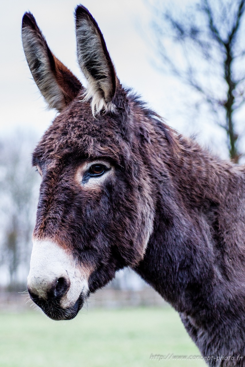 Fonds d'cran Animaux Anes 