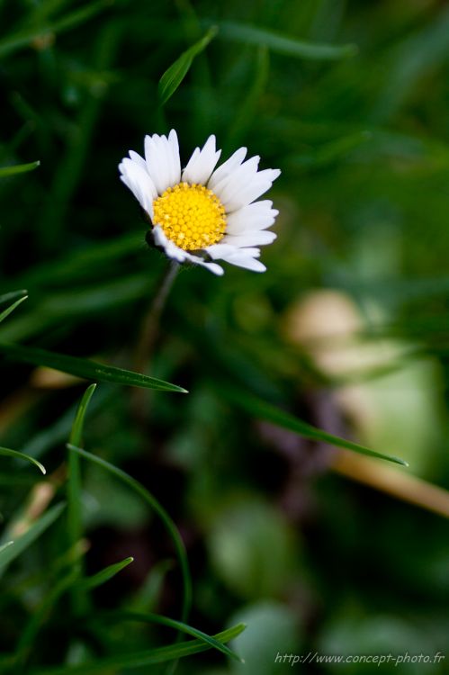 Fonds d'cran Nature Fleurs Marguerite