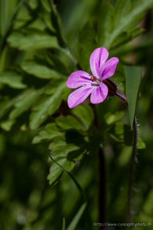 Fonds d'cran Nature Fleurs Wallpaper N300421