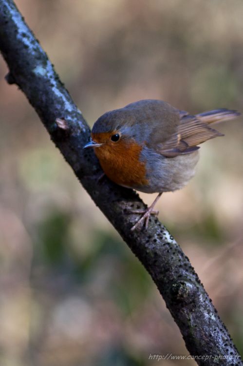 Fonds d'cran Animaux Oiseaux - Rougegorges Rougegorge