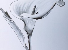  Art - Pencil Arum