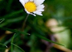  Nature Marguerite