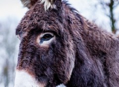  Animaux Image sans titre N300179