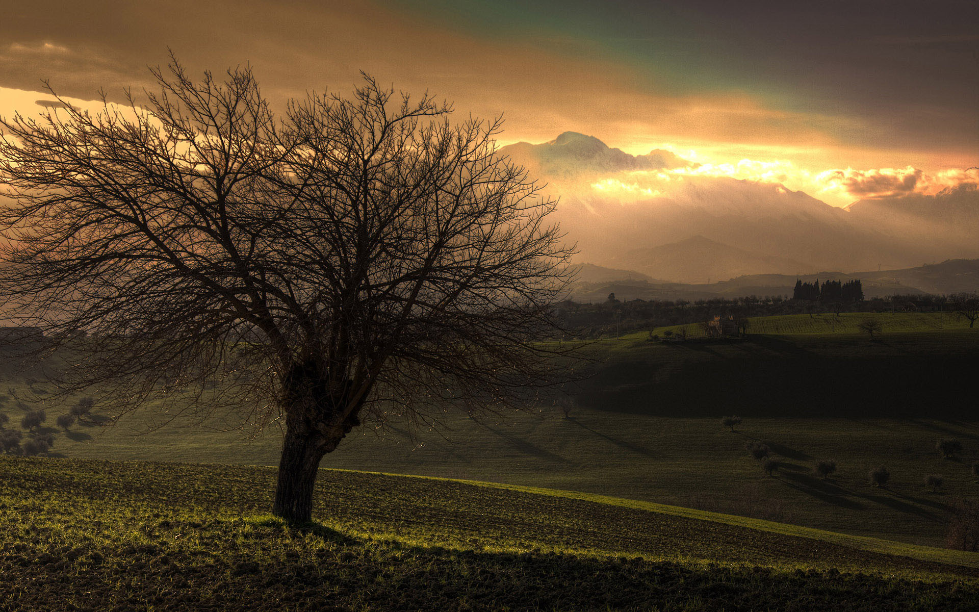 Fonds d'cran Nature Arbres - Forts 