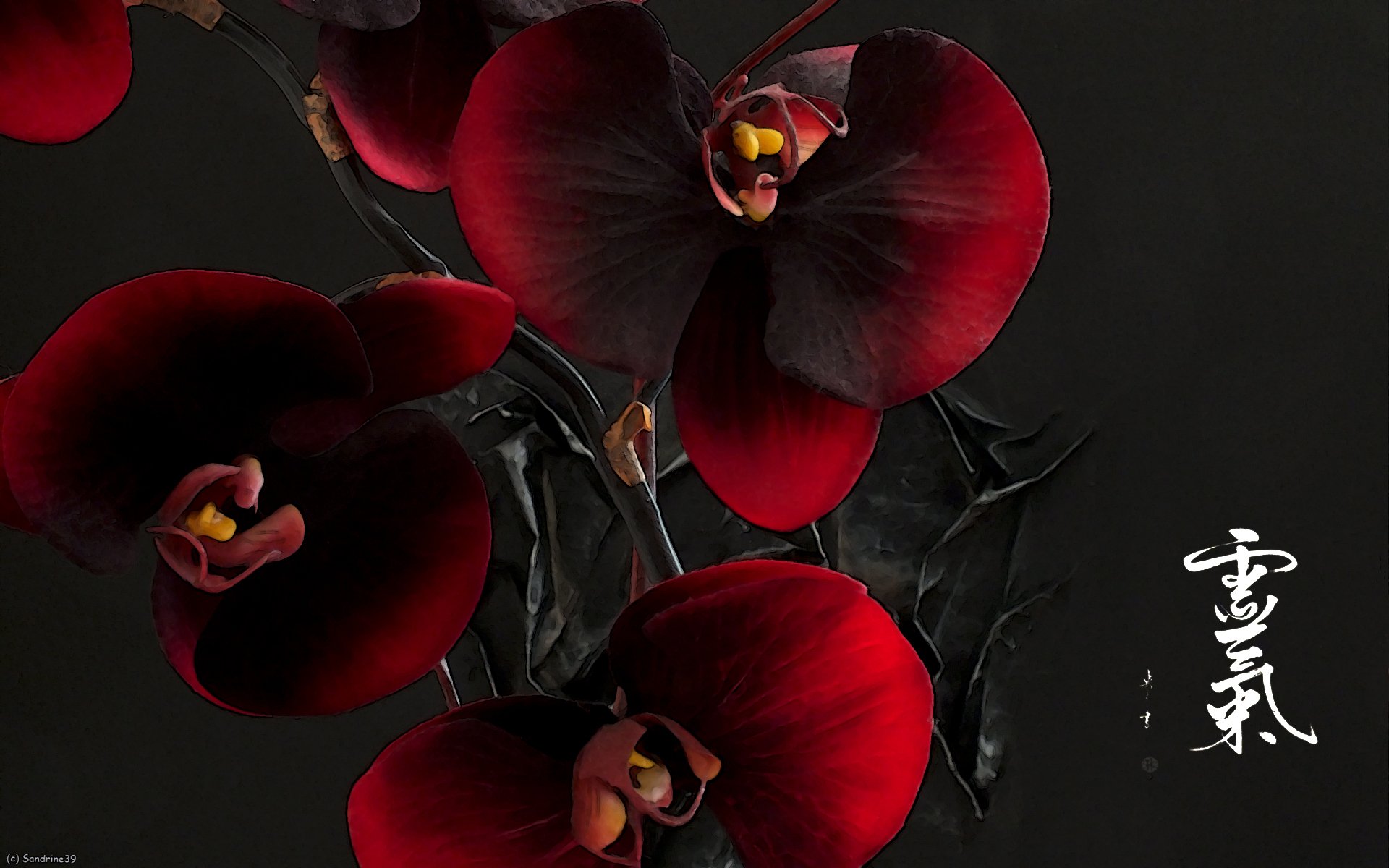 Wallpapers Digital Art Nature - Flowers Orchides pourpre