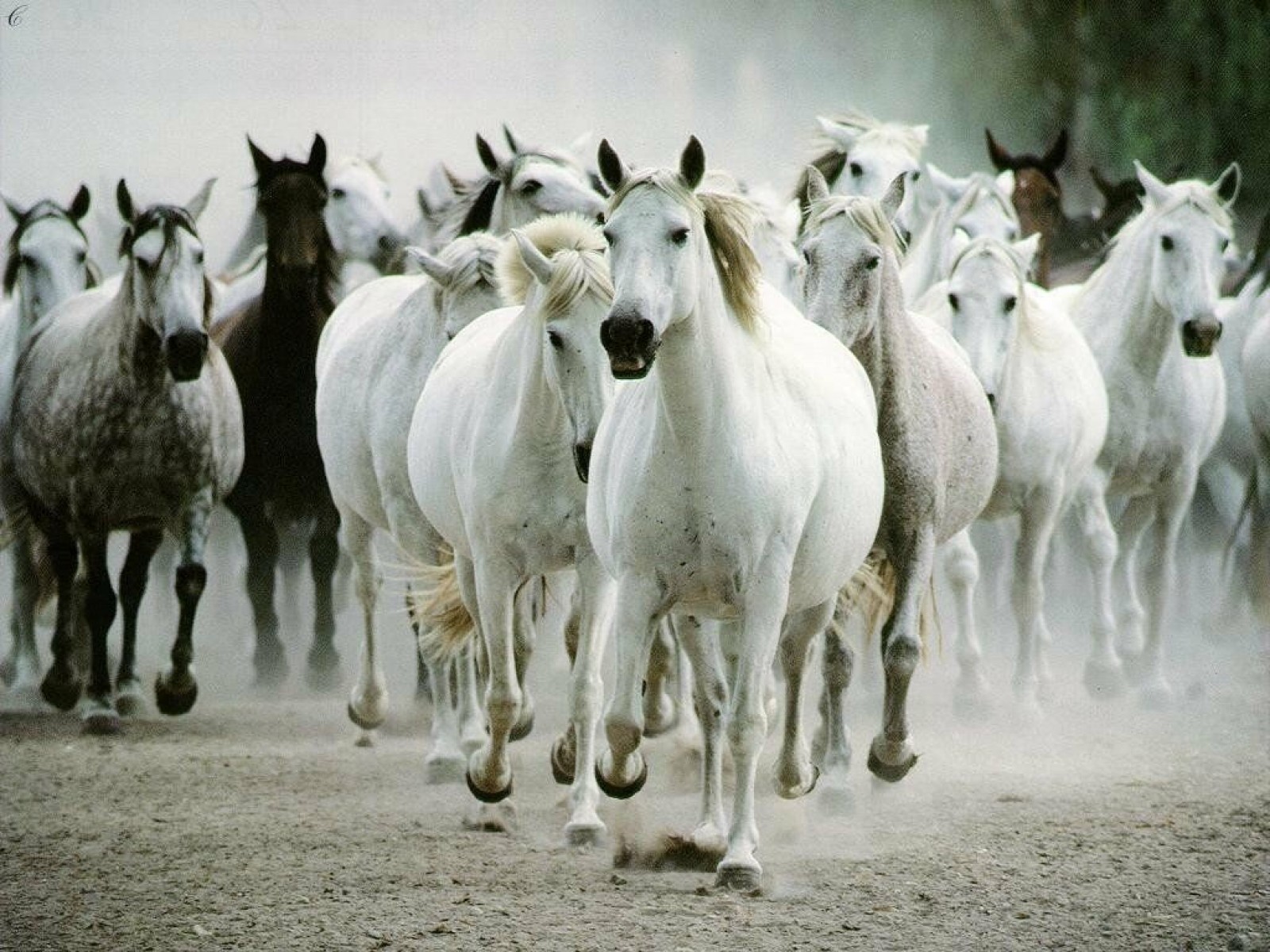 Fonds d'cran Animaux Chevaux 