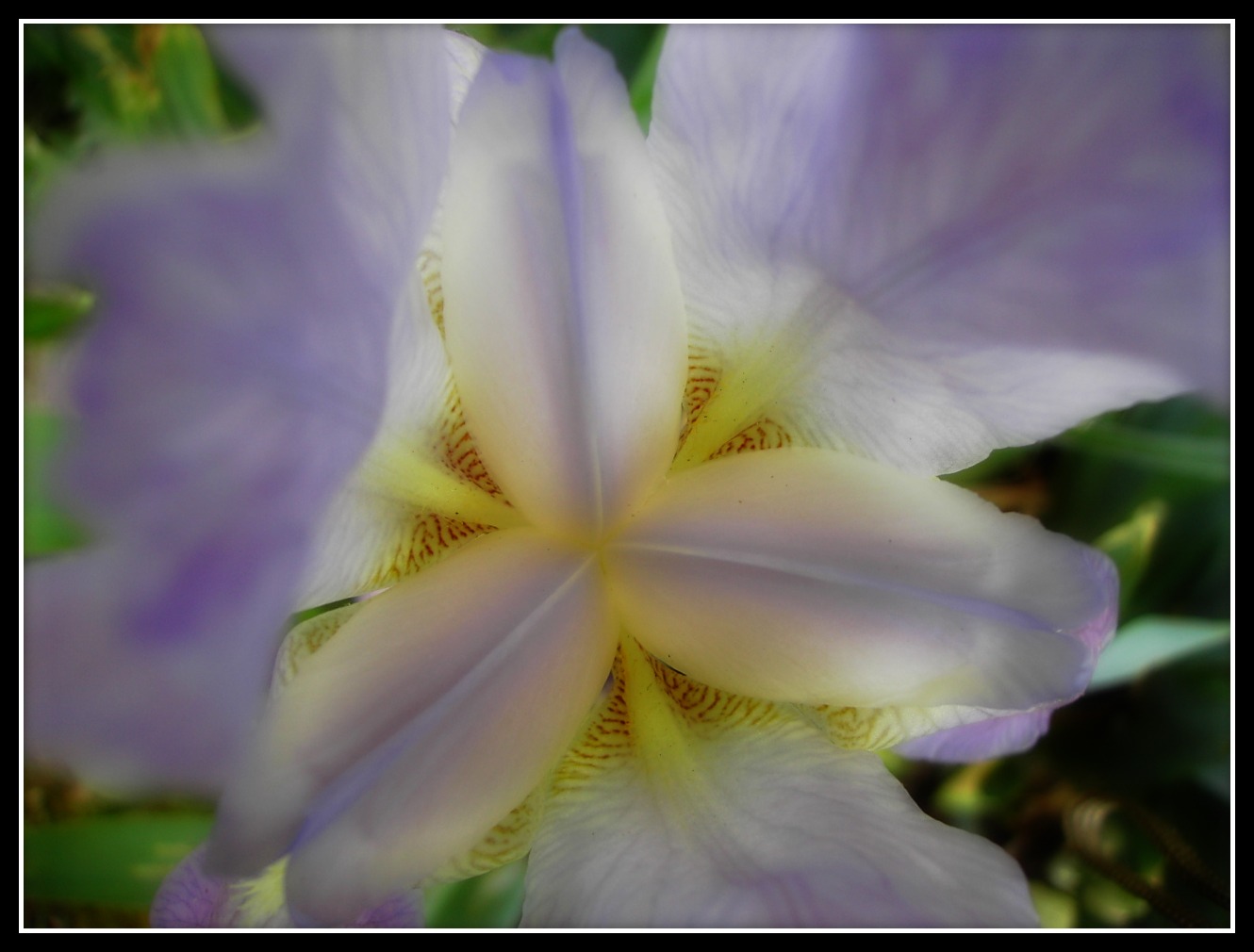 Wallpapers Nature Flowers Coeur d'Iris