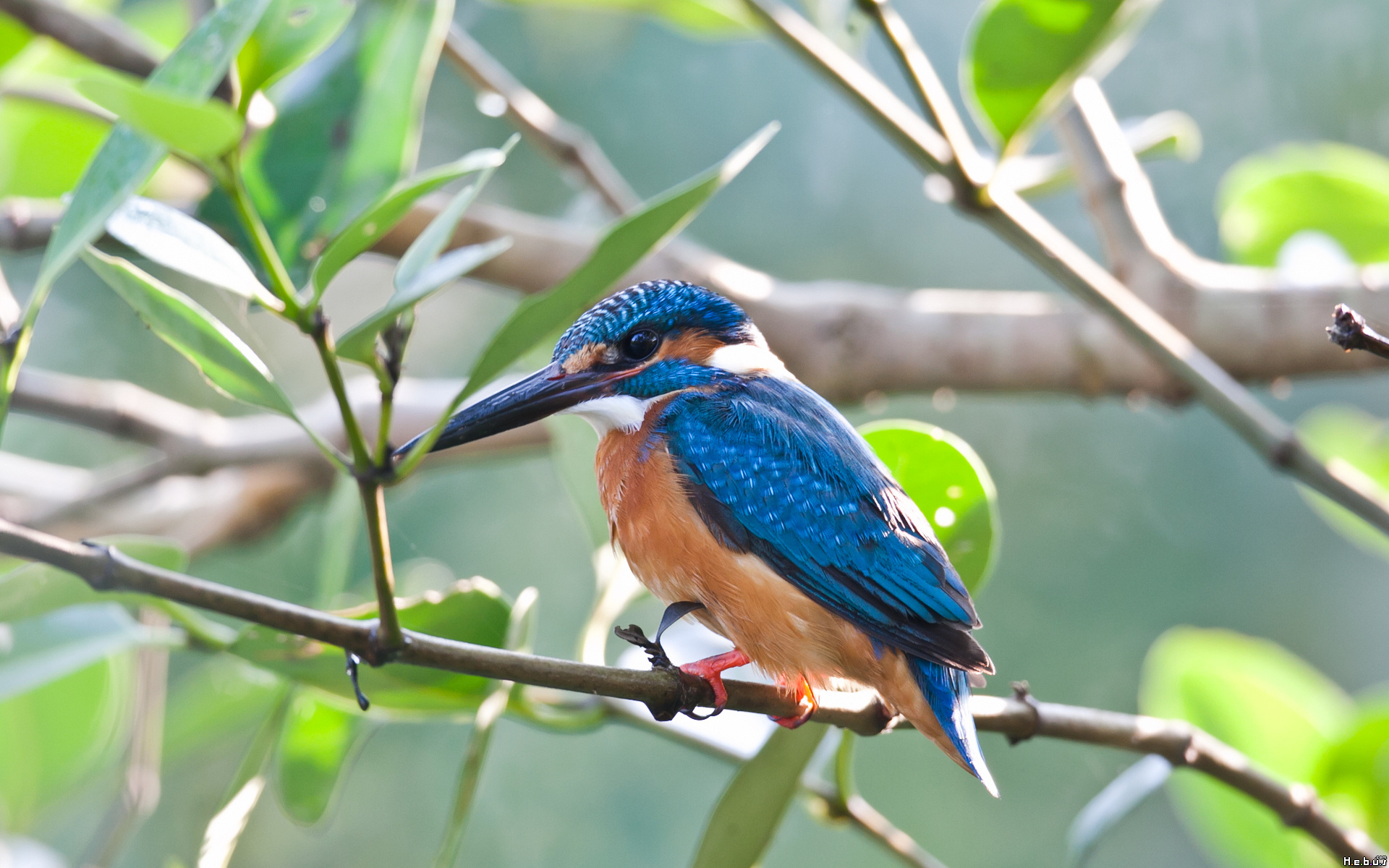 Wallpapers Animals Birds - Kingfisher 