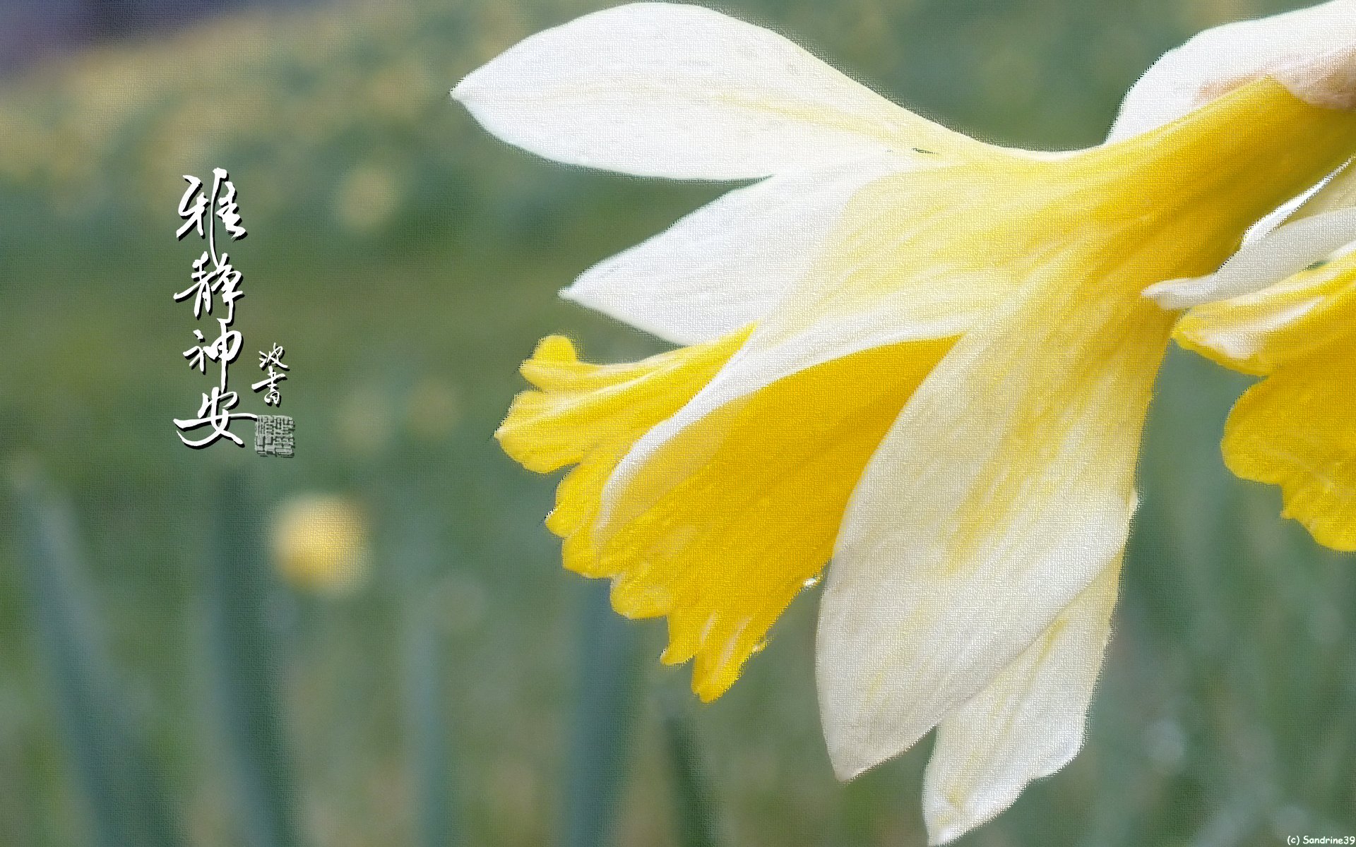 Wallpapers Nature Flowers Jonquilles