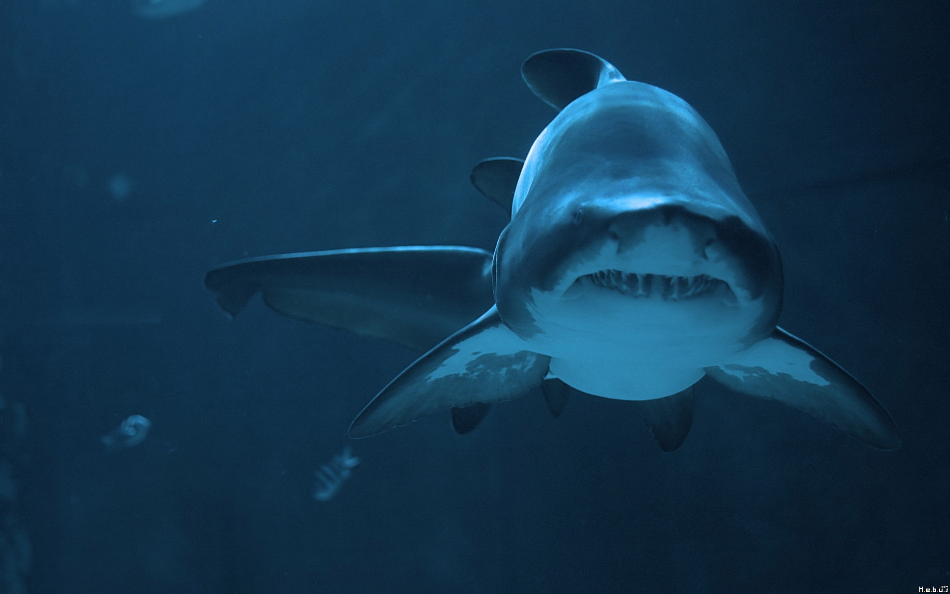 Fonds d'cran Animaux Vie marine - Requins 