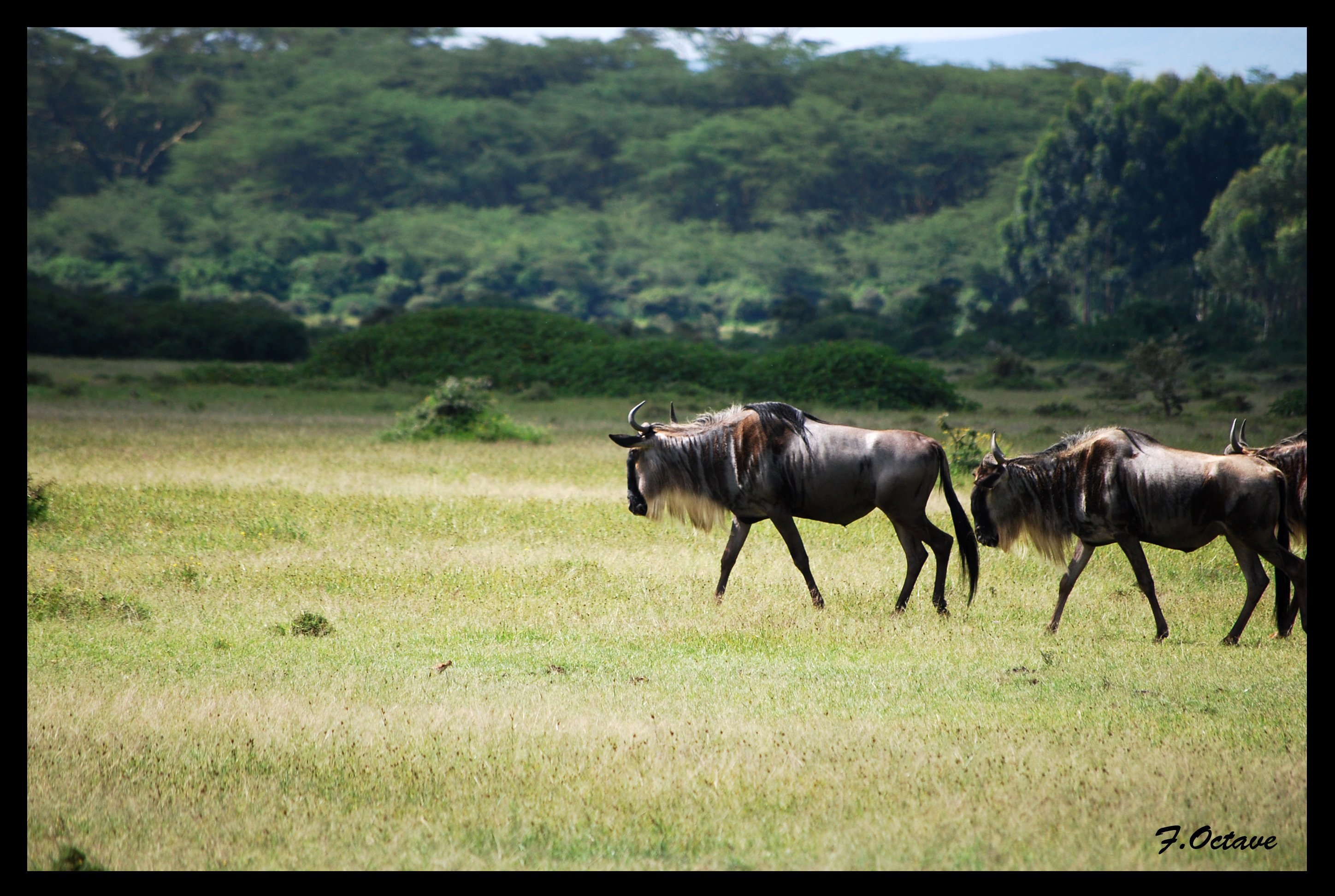 Fonds d'cran Voyages : Afrique Kenya Divers animaux vue au Kenya