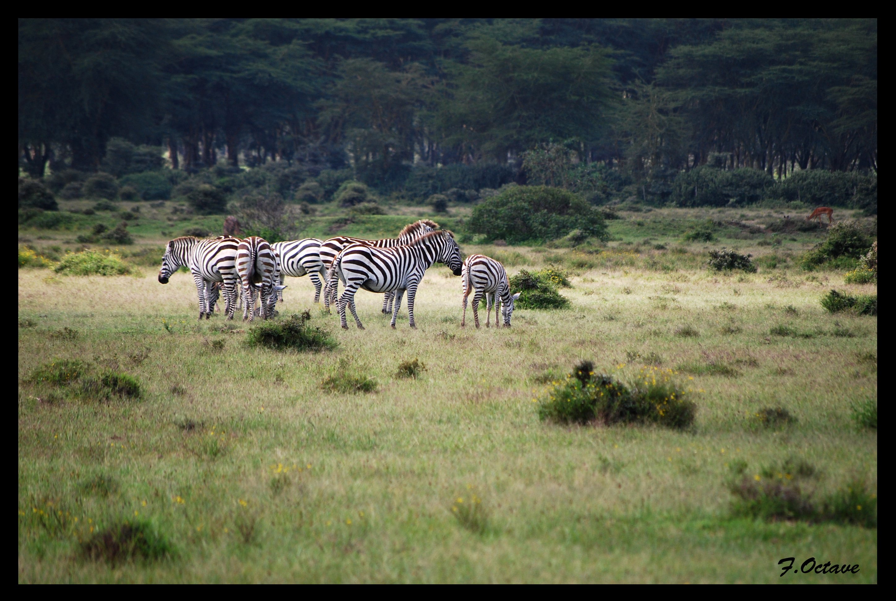 Wallpapers Trips : Africa Kenya Divers animaux vue au Kenya