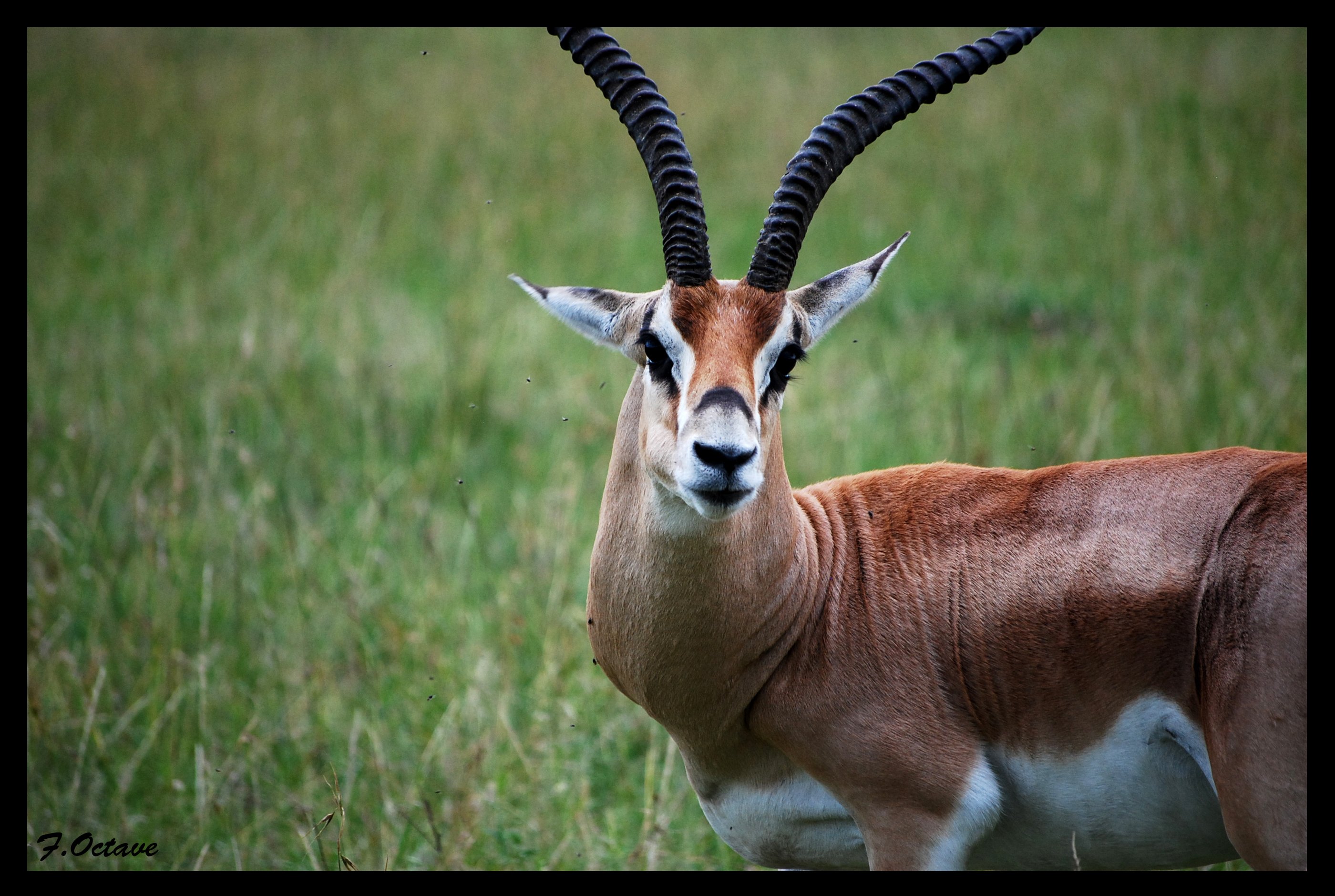 Wallpapers Trips : Africa Kenya Divers animaux vue au Kenya